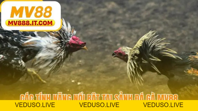 Đá Gà MV88 - Vào Kèo Trong 3 Bước | Livestream Sắc Nét