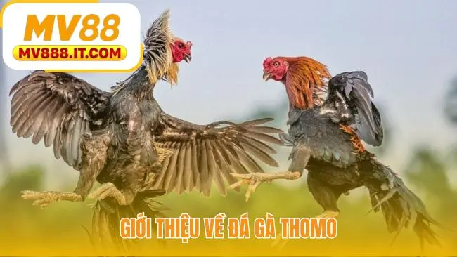 Đá Gà Thomo - Live HD Từ 3 Trường Gà Lớn Campuchia Tại MV88