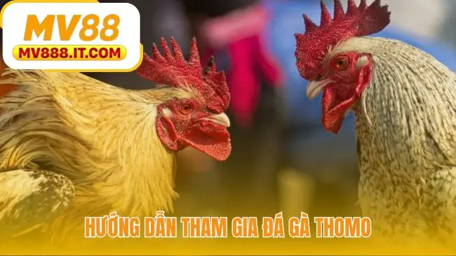 Đá Gà Thomo - Live HD Từ 3 Trường Gà Lớn Campuchia Tại MV88