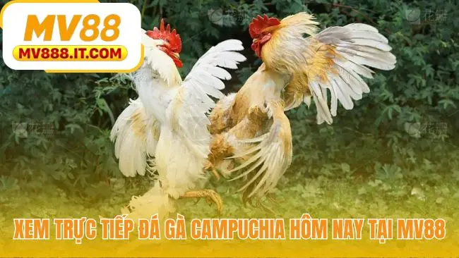 Đá Gà Campuchia Trực Tiếp Thomo | Link Xem Nét tại MV88